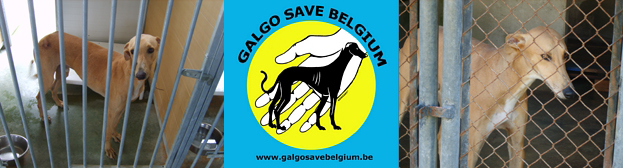 Galgo Save Belgium (Belgique) Logo