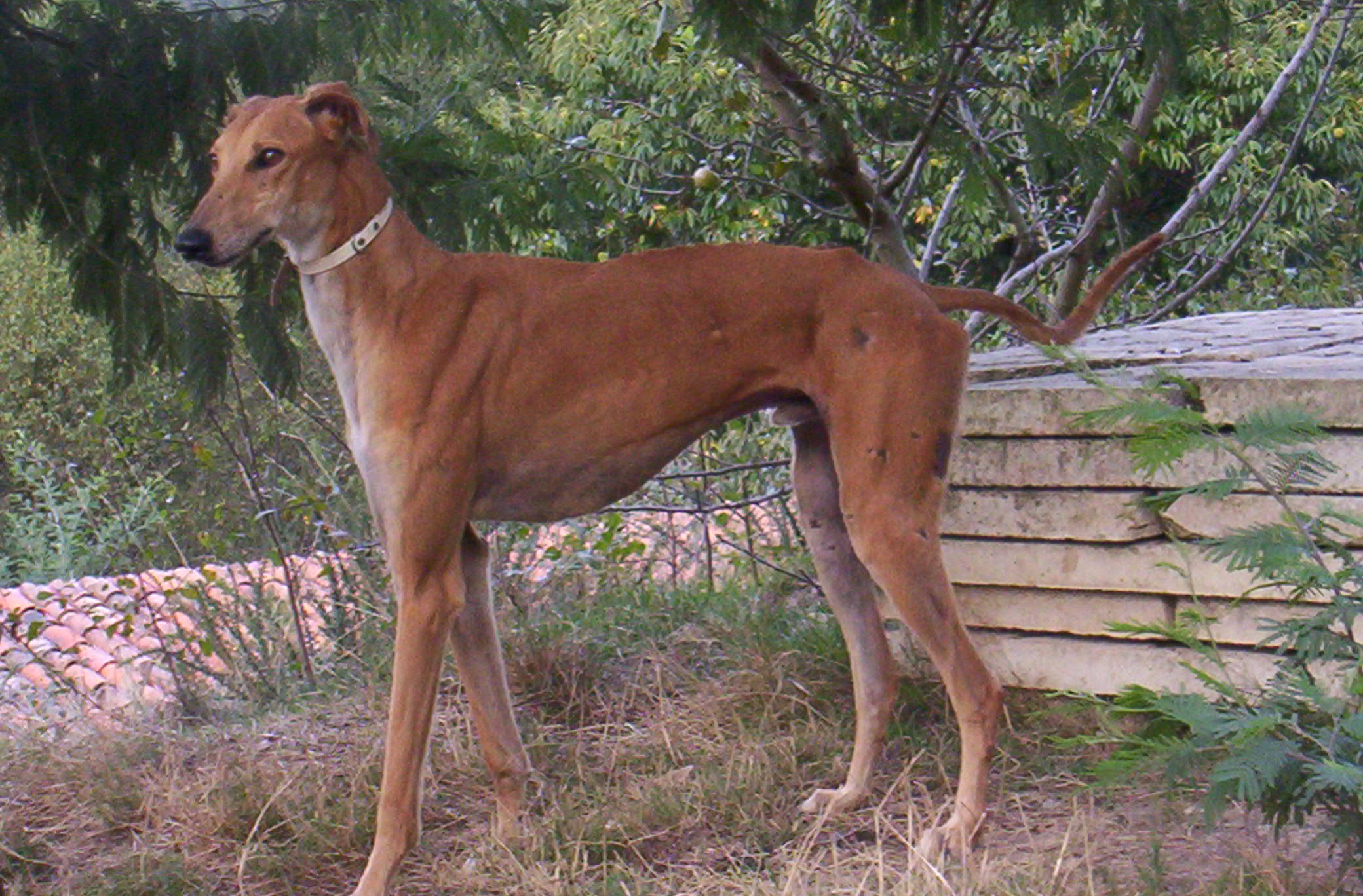 Galgo 100_3068