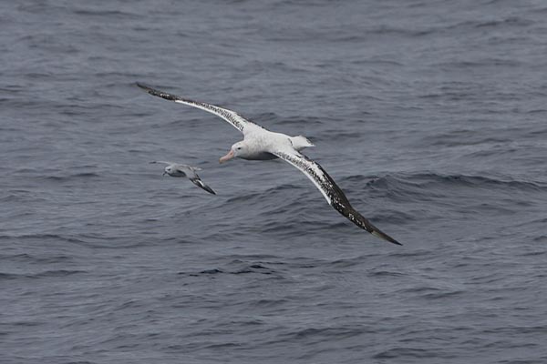 கடற் பறவை  - Page 3 Wandering%20Albatross%20136