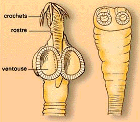 Trombinoscope - Page 32 Tenia