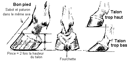 Les méfaits du ferrage Aplombs3