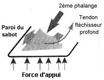 Les méfaits du ferrage Appui2