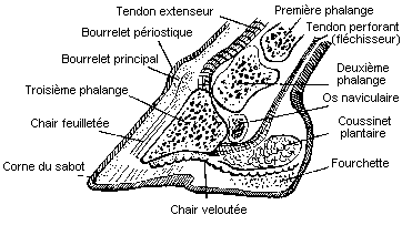 Les méfaits du ferrage Pied_coupe2