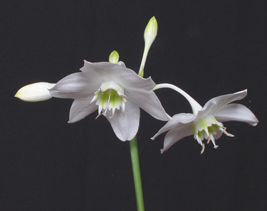 Eucharis Eucharis_amazonica