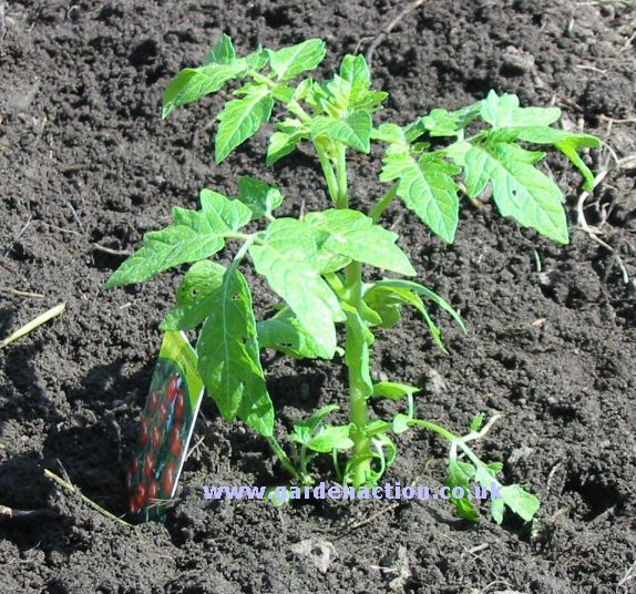 زراعة وانتاج الطماطم Plant-tomato-5-mine