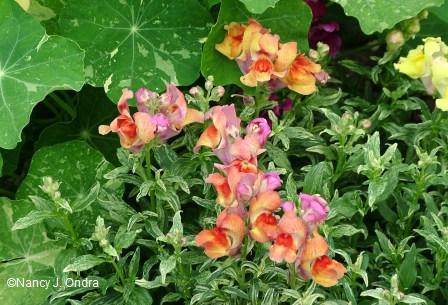 فم السمكة... Antirrhinum-frosted-flames-tropaeolum-majus-jewel-of-africa-midjuly-05