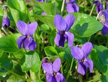 النباتات العطرية Aromatic Plants Violet