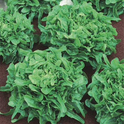 Lettuce Sandy – 2015 AAS Vegetable Award Winner Lettuce_Sandy_AAS