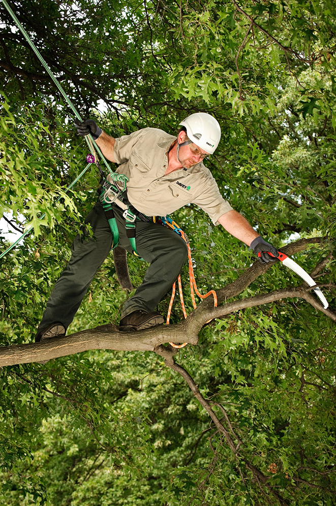 Five Garden Resolutions for 2016 Pruning-in-tree