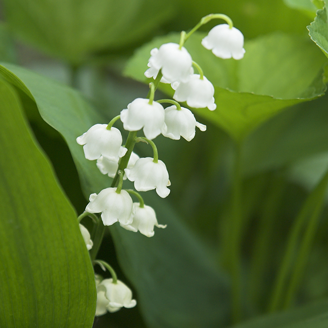 Lily of the Valley Is Made For the Shade   Lily-of-the-valley-1