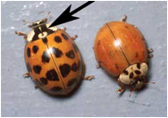 Lady Bugs: Friend or Foe? Image002