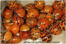 Lady Bugs: Friend or Foe? Image006