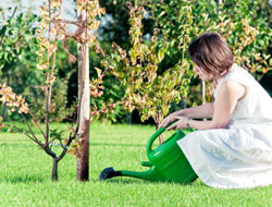 Spring Care Tips For New Trees Woman-watering-tree