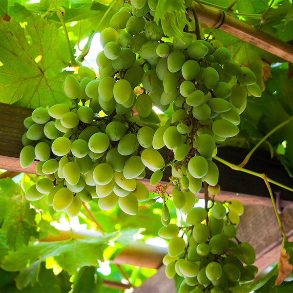 10 Reasons You Should Be Growing Grapes in Your Backyard 3-grapesarbor