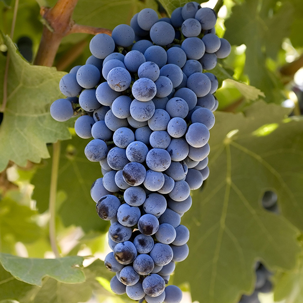10 Reasons You Should Be Growing Grapes in Your Backyard 7-cabernetsauvignon
