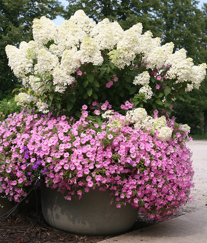 Can I Grow Shrubs In Containers? SMN-Hydrangea-pan