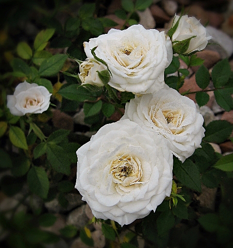 The Care and Planting Of Bare Root Roses IvoryPalace_StanGriep01