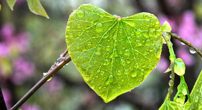 Is Green the Happiest Color? Heart-leaf-rain