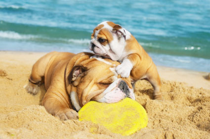 Pet’s Corner: 5 Reasons Why Summer is No Vacation for Pets IStock_bulldogs-small