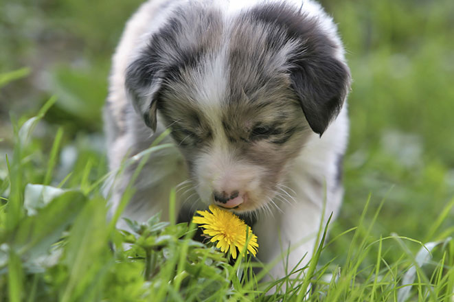 Pet’s Corner: 5 Reasons Why Summer is No Vacation for Pets IStock_dog-flower