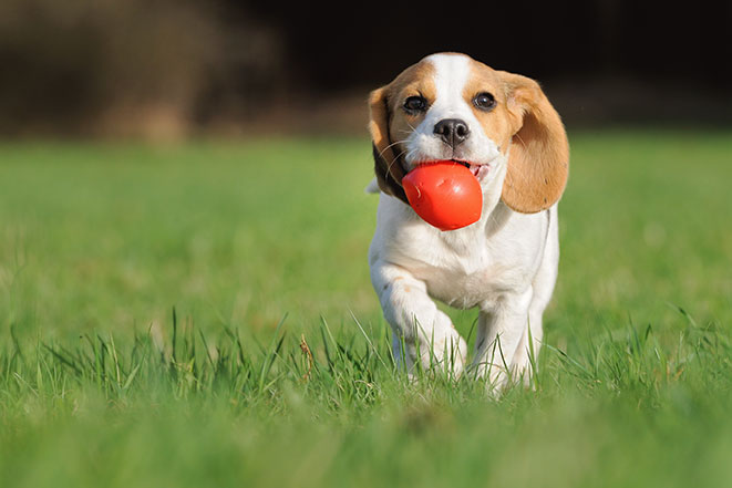 Pet’s Corner: 5 Reasons Why Summer is No Vacation for Pets Shutterstock-dog-with-ball