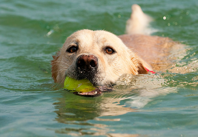 Pet’s Corner: 5 Reasons Why Summer is No Vacation for Pets Shutterstock_water-dog-with-ball