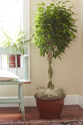 FIVE TIPS FOR HEALTHY WINTER HOUSEPLANTS Healthy-plants
