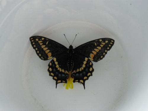 papilio - Papilio Brevicauda 7893
