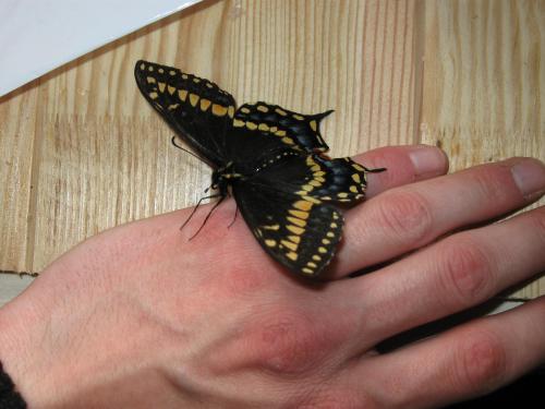 papilio - Papilio Brevicauda 7894