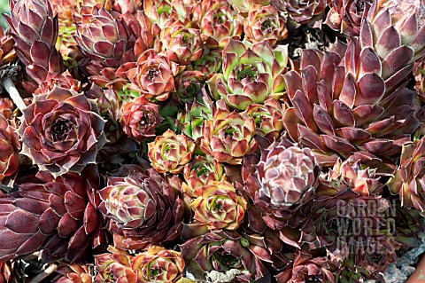 Ma liste de Sempevivum NJD918_SEMPERVIVUM_KELLYJO