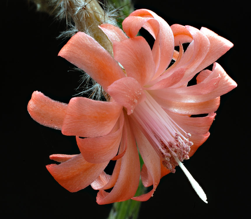 Quelques floraisons Peniocereus_viperinus_3