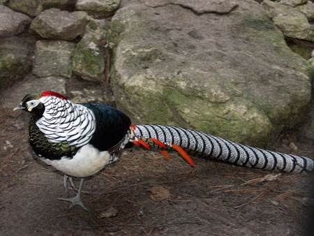 Mo's huis Lady-Amherst-Pheasant2