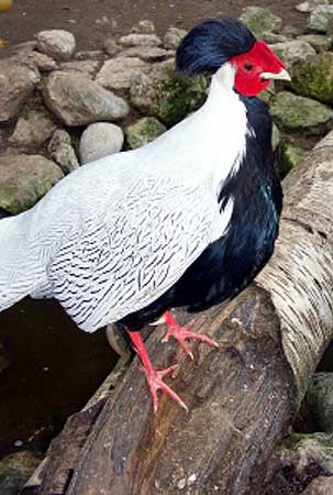 Mo's huis Silver-Pheasant-2