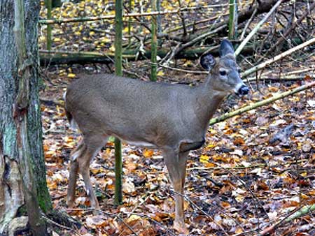 White tail deer pick and play Whitetail-Doe-2