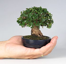 AÑADIR FOTOS A GALERIA MUNDOBONSAI - Página 3 2925-ulmus-parvifolia-jilm-cinsky-2