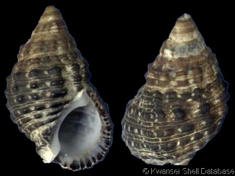 Clypeomorus subbrevicula (Oostingh, 1925) Clypeomorus_subbrevicula_1