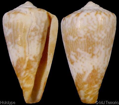 Conus (Lautoconus) roeckeli  Rolán, 1980 Conus_roeckeli_holotype