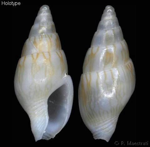 Mitrella nympha (Kiener, 1841)  Sulcomitrella_imperfecta_holotype