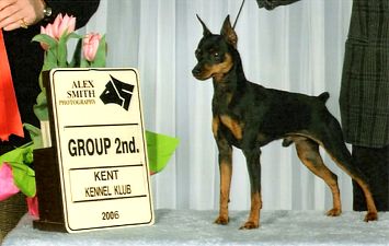 Pinscher miniature JuniorGRP2