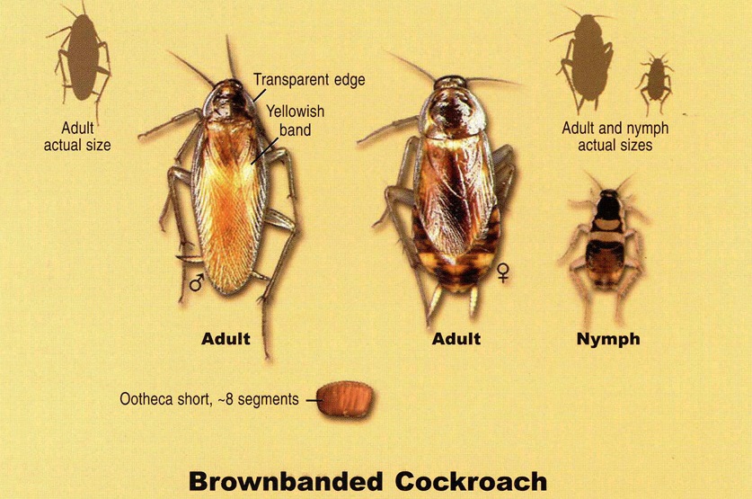 مكافحة الصراصير: Brown-Banded%20Cockroach