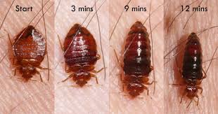 حشرة البق  Bedbugs