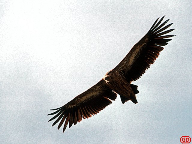    Vulture