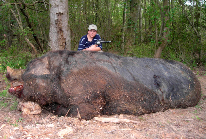 The better thing - Page 4 Big_hog_hogzilla_pig_hunting_biggest