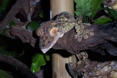 Genero Uroplatus  Image022