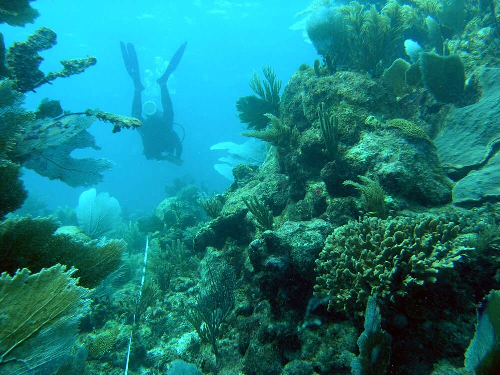 شعب مرجانية جميلة جدآ وكثيرة Jord%C3%A1n-Garza%20Photo%201.%20Counting%20corals_web5