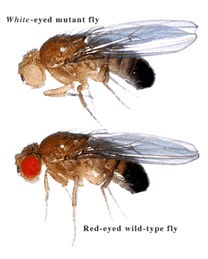    parasitology Fruitfly