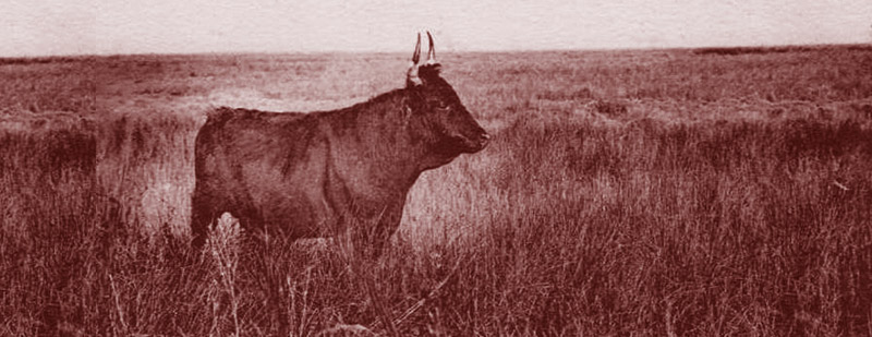 [Provençal] Lou mes de mars / Le mois de mars  Vache-camargue