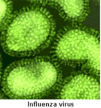 الاسلحه البايولوجيه " الجرثوميه " Fluvirus