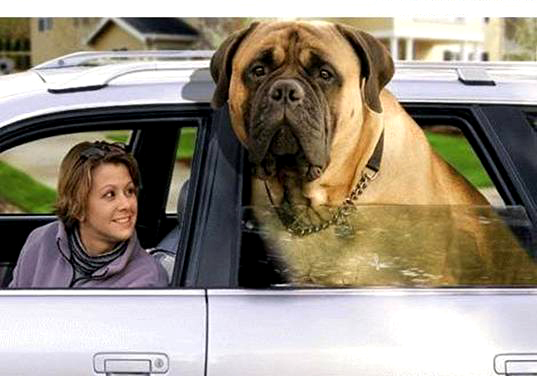 Google Wars - Seite 2 Giant%20English%20Mastiff