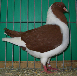 Pigeon de Boheme 5